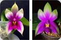 Phal. bellina Fire Shape x sib